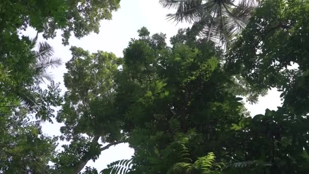 Mozgó Lövés Alacsony Szögben Erdőben Vagy Dzsungelben — Stock videók