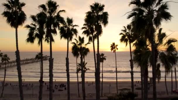 San Clemente Strand Pálmafa Sziluettek Alatt Gyönyörű Naplemente Légi — Stock videók