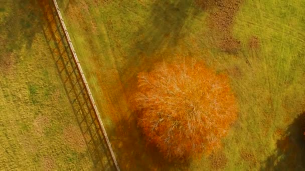 イギリス テトフォード ノーフォーク地方の秋の季節を示す緑の芝生の上に葉を落とすオレンジ色の木の鳥の目の景色 — ストック動画