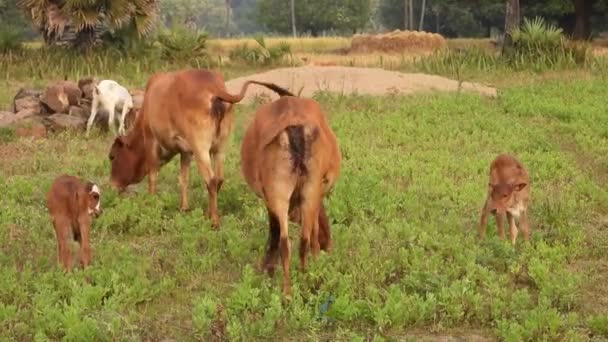Young Domestic Cows Grass Land Playing Mom — Stock Video