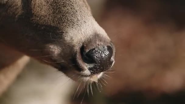 Closeup Brown Deer Nose Mouth Deer Chewing — Stock Video