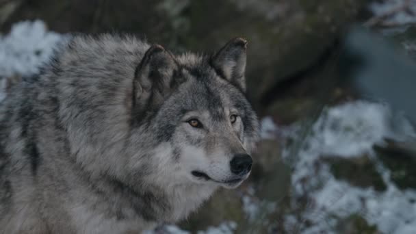 Peludo Lobo Cinza Parque Omega Vida Selvagem Montebello Quebec Canadá — Vídeo de Stock