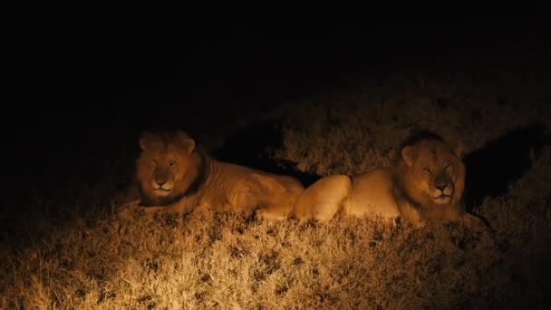 Dos Leones Africanos Machos Yacen Uno Lado Del Otro Campo — Vídeos de Stock