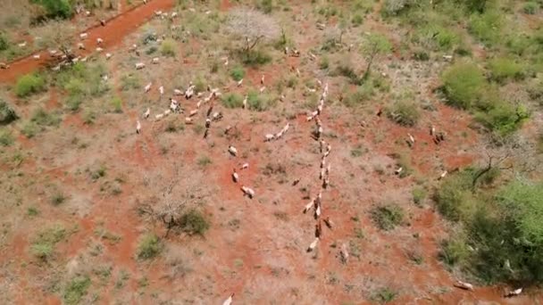 南カンヤの乾燥した牧草地にあるヤギの群れ 空中ビュー — ストック動画