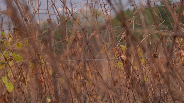 冬季钢丝上的无叶葡萄园 静态关闭 — 图库视频影像