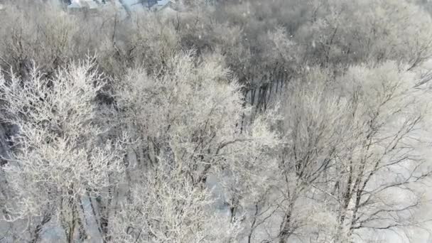 冬の雪の間 氷と雪に覆われた森の木 陽射しの中で — ストック動画