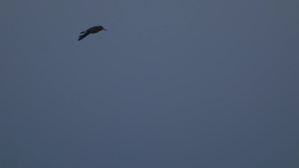 Vista Uma Gaivota Voando Contra Céu Azul Flutuando Correntes Vento — Vídeo de Stock