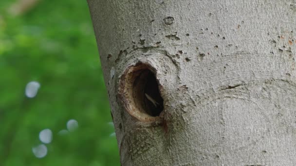Close View Two Baby Spotted Woodpecker Dendrocopos Major Λευκά Ράμφη — Αρχείο Βίντεο