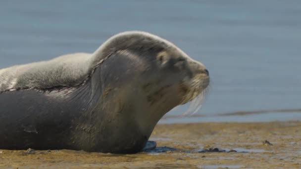 Close Cute Seal Sea Lion Beautiful Grey Shiny Fir Relaxing — Stock Video