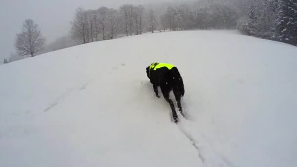 Chien Noir Heureux Courant Dans Champ Couvert Neige Blanc Campagne — Video