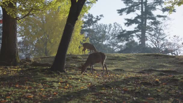 Ginkgo Árvores Outono Com Veados Gramado Nara Japão — Vídeo de Stock