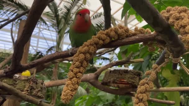 Pájaro Comiendo Semillas Sentado Rama — Vídeos de Stock