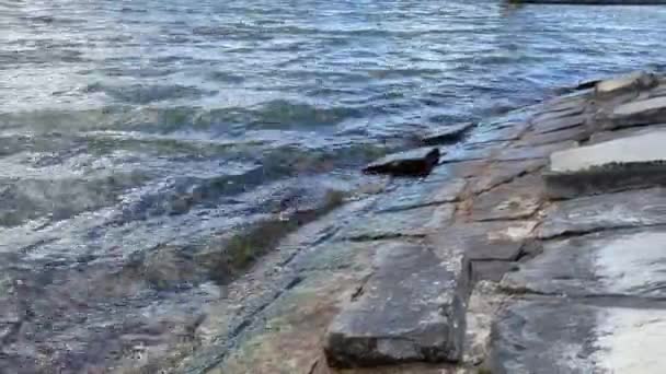 Vagues Frappant Des Tuiles Roche Sur Rivière — Video