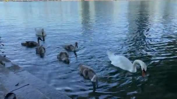 Schwanenfamilie Bewegt Sich Durchs Wasser — Stockvideo