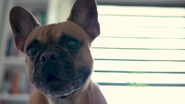 Anjing Bulldog Perancis Menggonggong Kamera Pandangan Dekat Dengan Kepalanya — Stok Video