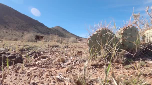 Sivatagi Romok Kaktuszok Széles Látószöge Arizona Sivatag Közepén — Stock videók