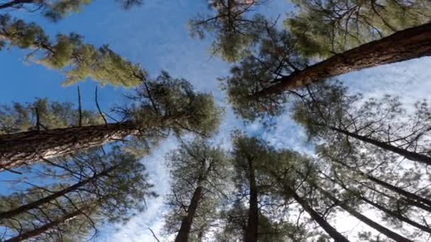 Draaiend Schot Van Hoge Pijnbomen Met Uitzicht Blauwe Lucht — Stockvideo