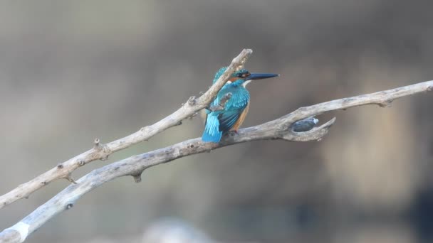 Kingfisher Stawie Czeka Modlitwę — Wideo stockowe