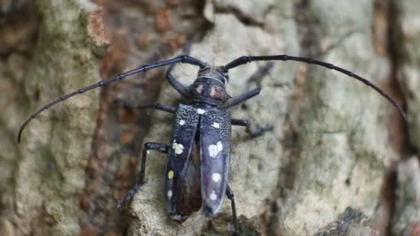 Escarabajo Asiático Corteza Árbol Arrastra Sobre Jaca Metraje Escarabajo Negro — Vídeos de Stock