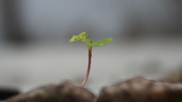 地上的野生植物芽 地面农业春种子萌发 — 图库视频影像