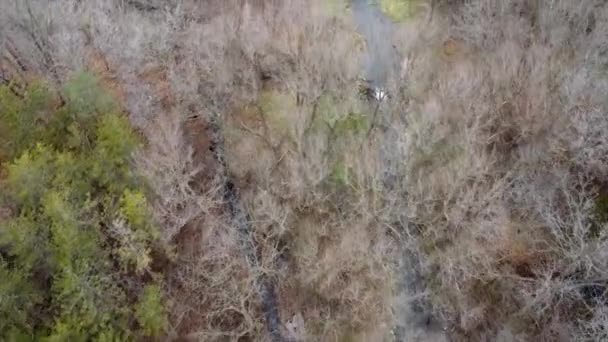 Drone Che Sorvola Cime Degli Alberi Autunno — Video Stock