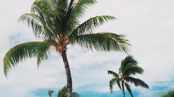 Close Tiro Palmeira Belo Dia Ensolarado Havaí Coco Costa Pacífico — Vídeo de Stock