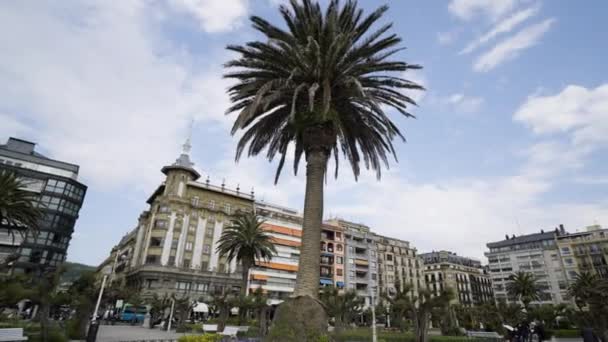 Huge Exotic Palm Tree Downtown San Sebastian Spain Gimbal Orbit — Stock Video