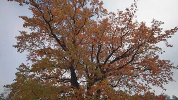 在蓝天的映衬下 一棵高大的橡树的轨道拍下来了 明媚的秋天树叶覆盖着茂密的枝叶 — 图库视频影像