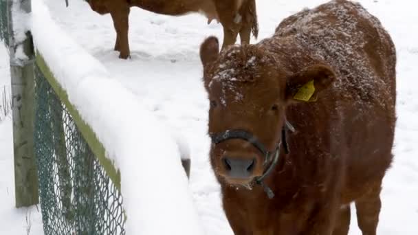 Bruine Koe Eet Achter Hek Koude Winterseizoen Tijdens Sneeuwval Close — Stockvideo