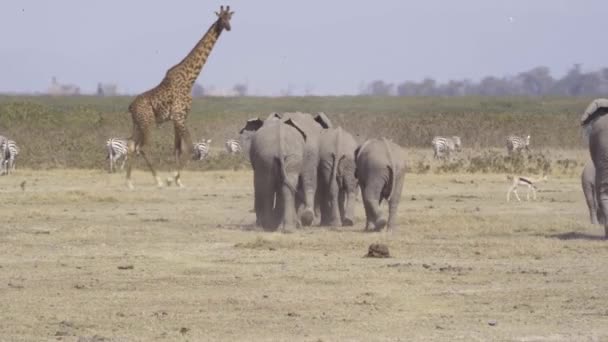 Giraffe Zebraherde Und Elefanten Auf Safari Amboseli Nationalpark Kenia Weitschuss — Stockvideo