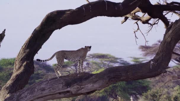 ตาห งไม ขนาดใหญ ของต นไม ในอ ทยานแห งชาต Amboseli ในเคนย — วีดีโอสต็อก