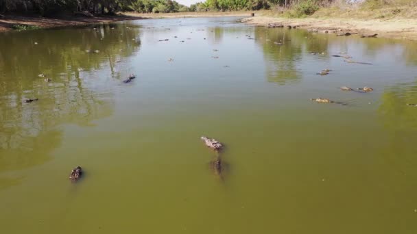 巴西潘塔纳尔野生沼泽地区由于严重干旱而聚集在泻湖中的一群鳄鱼的空中照片 — 图库视频影像