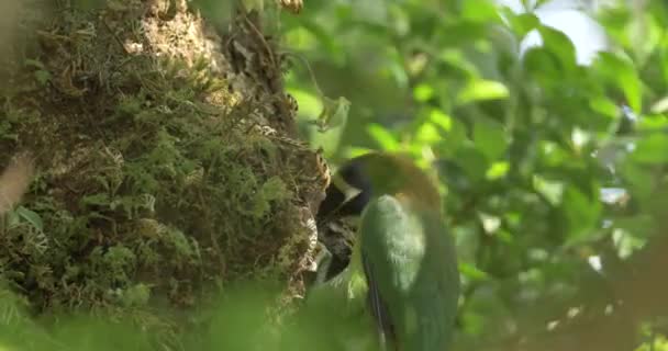 Emerald Toucanet Aulacorhynchus Prasinus Making Nest Rainforest — Stock Video