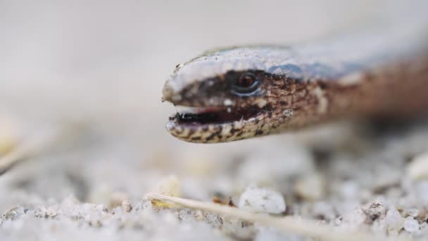 Nahaufnahme Des Anguis Fragilis Opening Mouth Niedriger Winkel — Stockvideo