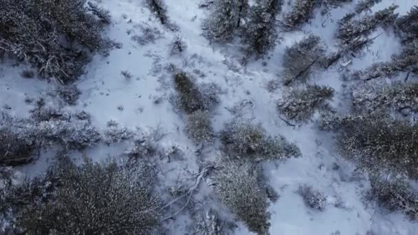 Tallskog Snö Och Väg Uppifrån — Stockvideo