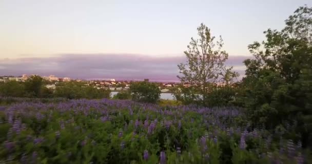 Krásné Drone Záběry Nad Islandem Včetně Reykjavík Hallgrmskirkja Nábřeží Divočiny — Stock video