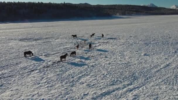 Konie Góry Szeroką Patelnią Śnieżną — Wideo stockowe