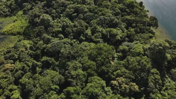 Luftaufnahmen Eines Riesigen Grünen Regenwaldes Der Eine Halbinsel See Arenal — Stockvideo