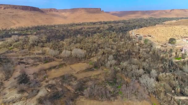 Foto Aérea Revés Desierto Seco Con Árboles Campos Forestales Marruecos — Vídeo de stock