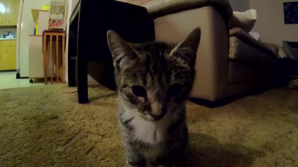 Petit Bébé Chaton Tabby Assis Dans Salon Sur Tapis — Video