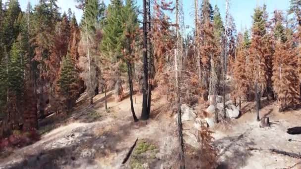 Drone Disparó Las Montañas Árboles Dañados Por Incendios Forestales Camping — Vídeo de stock