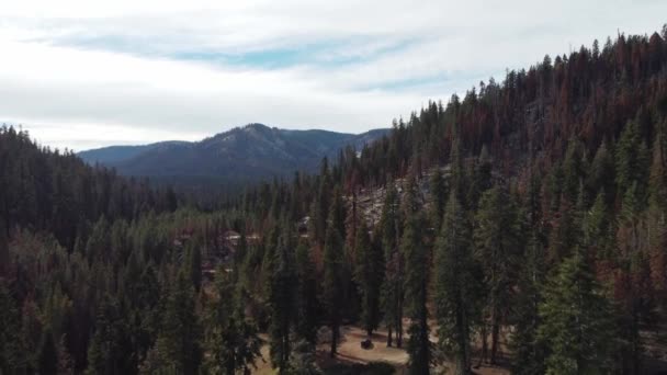 Drohnenschuss Den Bergen Bäume Durch Waldbrand Beschädigt Zelten High Sierras — Stockvideo