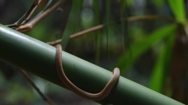 森の中の大きな竹の周りに体をカールする一般的なモックバイパー Psammodynastes Pulverulentus Khao Laem国立公園 — ストック動画