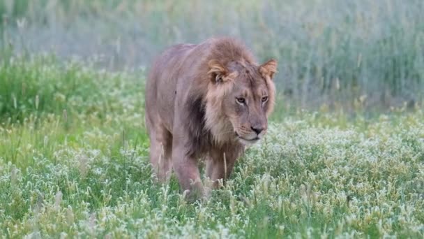 Beautiful Full Body Shot Male Lion Walking Field Flowers Kalahari — Stock Video