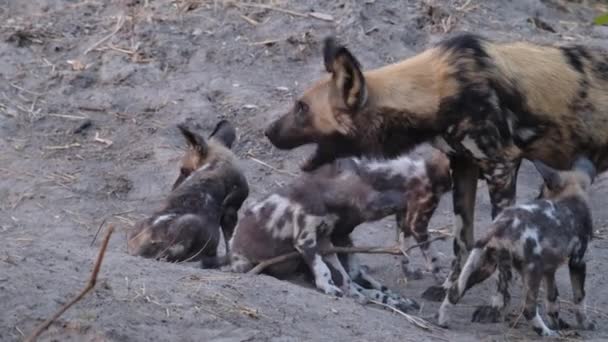 Yetişkin Vahşi Köpeğin Yavruları Selamladığı Orta Boy Bir Fotoğraf Botswana — Stok video