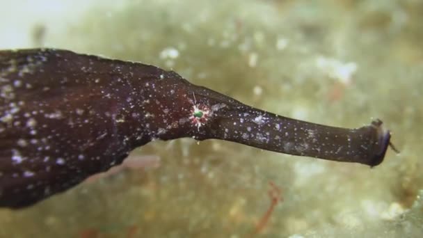 Ρωμαλέος Pipefish Φάντασμα Καφετί Χρώμα Γκρο Πλαν Του Προσώπου Λεπτομέρειες — Αρχείο Βίντεο