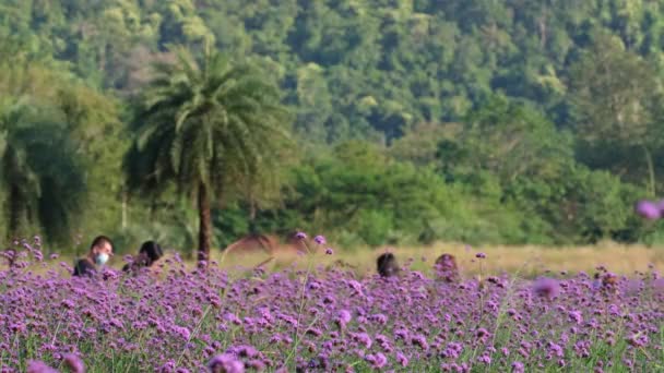 Flores Púrpuras Que Florecen Con Fantástico Fondo Paisajístico Mientras Gente — Vídeos de Stock