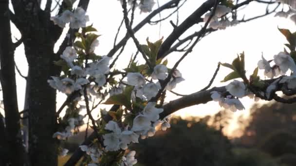 Flor Blanca Del Árbol Flor Durante Puesta Del Sol Fondo — Vídeos de Stock