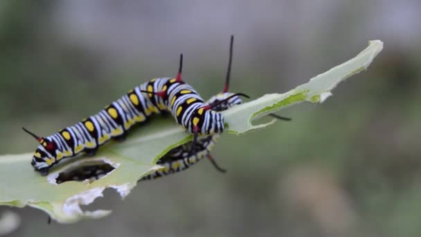 Βασίλισσα Caterpillar Μαύρες Και Άσπρες Ρίγες Και Κίτρινα Σημάδια Τρώγοντας — Αρχείο Βίντεο