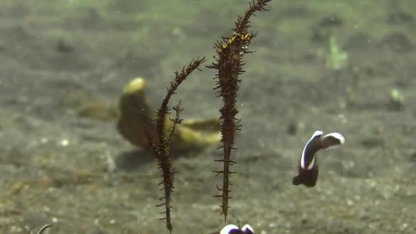 上下逆さまの砂の上に逆さまの位置にいくつかの華やかな幽霊の魚 攪拌クラークAnemone魚と3スポットDascyllusに囲まれて クローズアップは すべての体の部分を示すショット — ストック動画